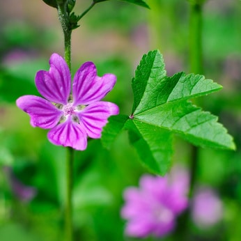The mallow, a wild flower, is thought to be the origin of the word malachite