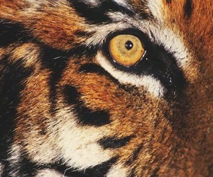 Eye of a tiger (big cat)