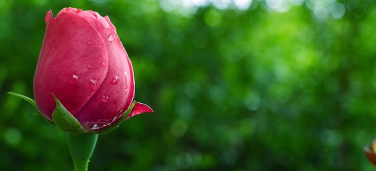 In the legend of Adonis and Aphrodite, the plant origin of rose quartz
